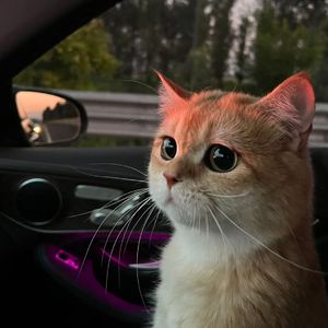 扬州毛巾厂家用小鹅营销导航
